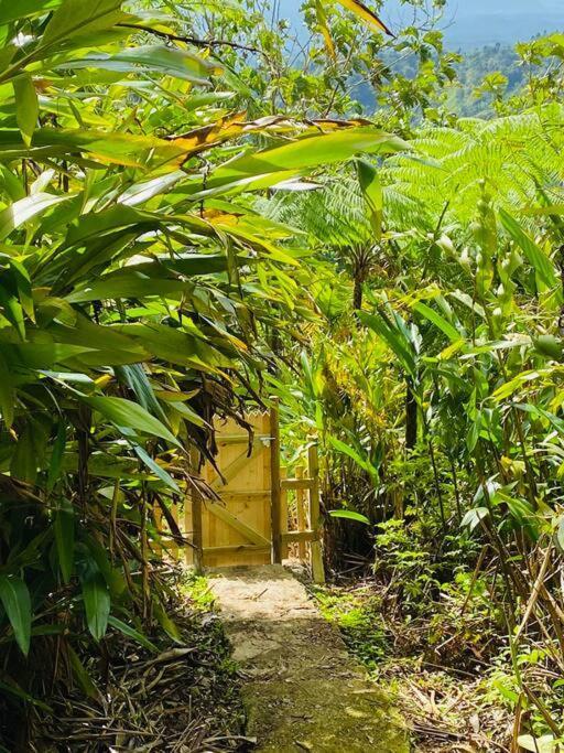 Villa Verde Luz: A Virgin Forest Yauco Kültér fotó