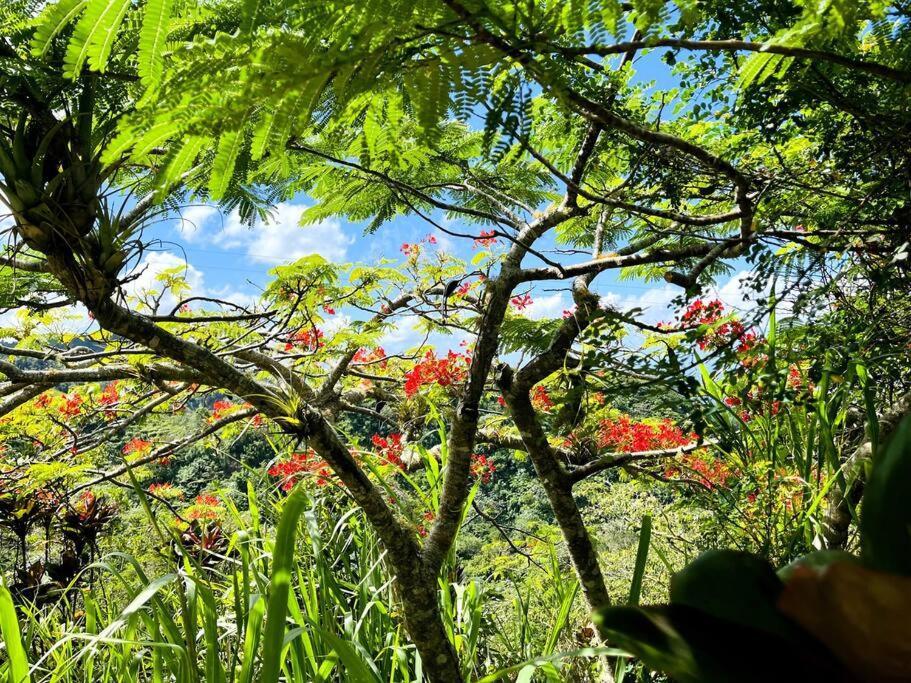 Villa Verde Luz: A Virgin Forest Yauco Kültér fotó