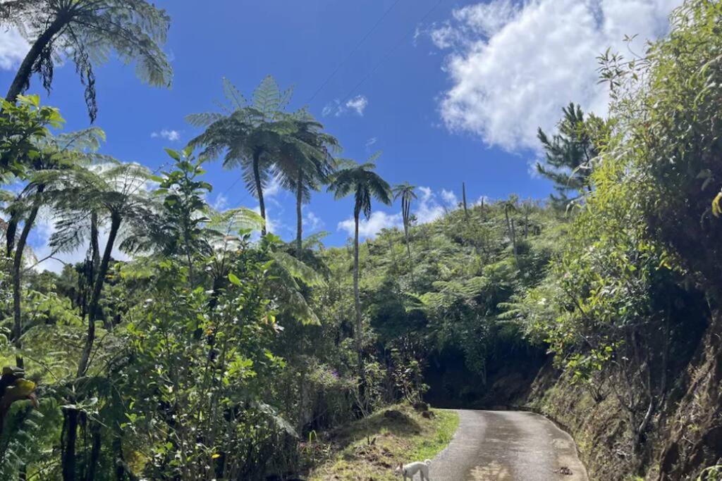 Villa Verde Luz: A Virgin Forest Yauco Kültér fotó