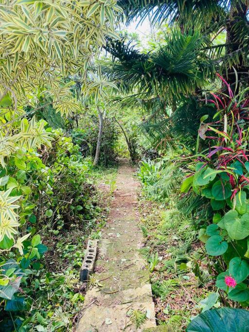 Villa Verde Luz: A Virgin Forest Yauco Kültér fotó